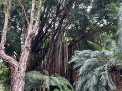 -深圳仙湖植物园