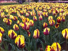 iphone_upload_pic-上海鲜花港