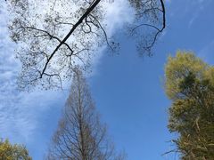 -桑洲油菜花景区