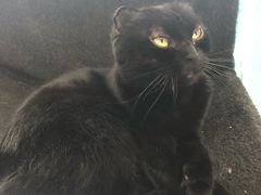 -我爱猫咪·猫咖·狗咖·安哥拉兔·羊驼咖(小寨华旗店)