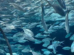 -上海海洋水族馆