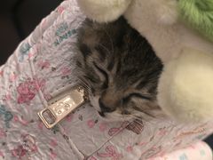 -米苏动物医院·犬猫专科·骨科外科内窥镜