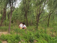 -合肥滨湖国家森林公园