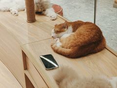 -米乐乖乖猫咪咖啡馆·猫咖(深圳湾后海汇店)