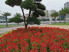 -野狸岛