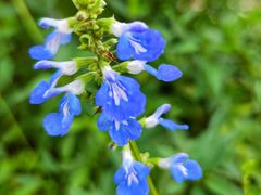 -三圣花乡旅游区