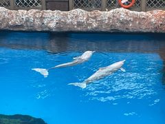 -珠海长隆海洋王国