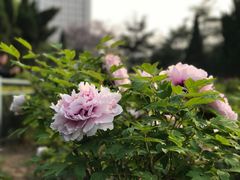 -曹州牡丹园