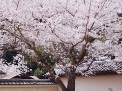 -醍醐寺