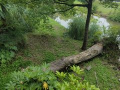 -上海滨江森林公园