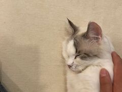 -BABIT巴比特宠物(MOMOPARK店)