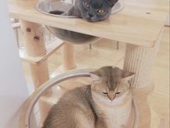 -有喵·猫咖·狗咖·30几只猫10只小狗(岗厦店)