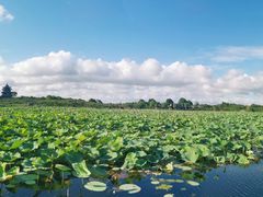 -上海海湾国家森林公园