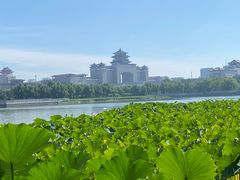 -莲花池公园