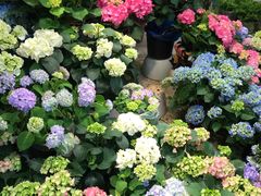 -双季花艺园艺市场(浦东店)