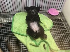 -PETKIT 小佩宠物·低压洗护·美容·寄养(安远店)