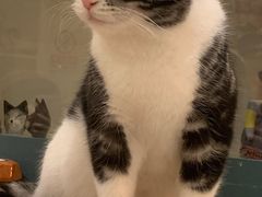 -猫小院猫主题餐厅(南锣旗舰店)