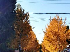 -北京西山国家森林公园