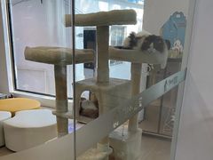 -翊宠yipet猫狗购宠庄园犬舍•猫舍