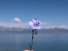 -赛里木湖风景名胜区