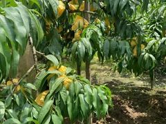 -南汇新场正宗水蜜桃采摘