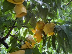 -老袁家蜜桃农场·阳山水蜜桃