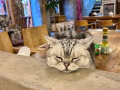 -鼓捣猫呢主题猫咖店