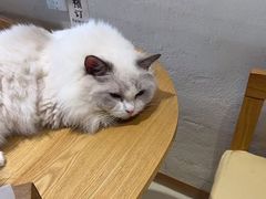 -藏猫猫咖啡主题馆(中央大道店)