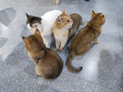 -共舞时光猫咖·狗咖(新街口店)