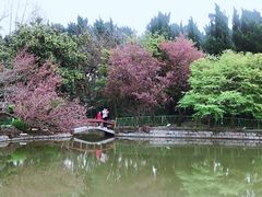 -嘉定紫藤园