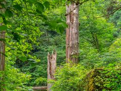 -天目山大树王景区