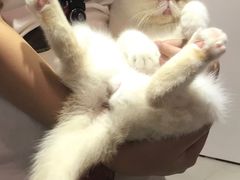 -Heymao猫咖.咖啡厅(东门店)