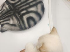 -COLOR PETS 撸猫馆·购猫·猫咖(长风大悦城店)
