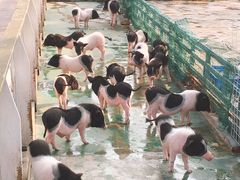 -灵玲国际马戏城