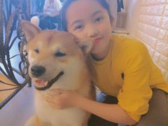 -喜柴咖啡·柴犬狗咖