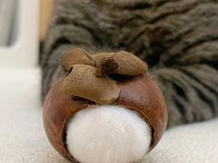-欣宠猫屋·矮脚拿破仑·蓝金金渐层