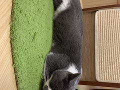 -猫和宫(六道口店)