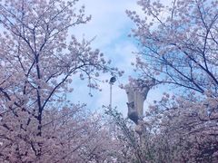 -武汉大学-樱园