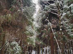 -武陵山森林公园