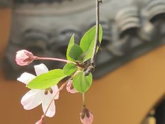 -龙华寺