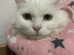 -美联众合动物医院·24h转诊中心
