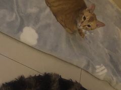 -裕和堂中医推拿艾灸(太古汇臻品店)