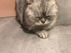 -猫儿山۰猫主题餐厅