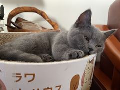 -宠颐生宠物医院外科·内科·皮肤科·影像科(石龙店)