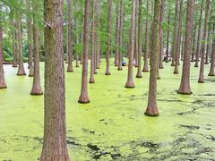 -渌洋湖湿地公园