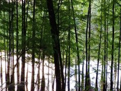 -番禺大夫山森林公园