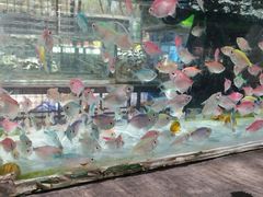 -哈尔滨道外花鸟鱼市场