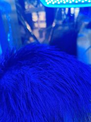 -碧莲盛·不剃发植发