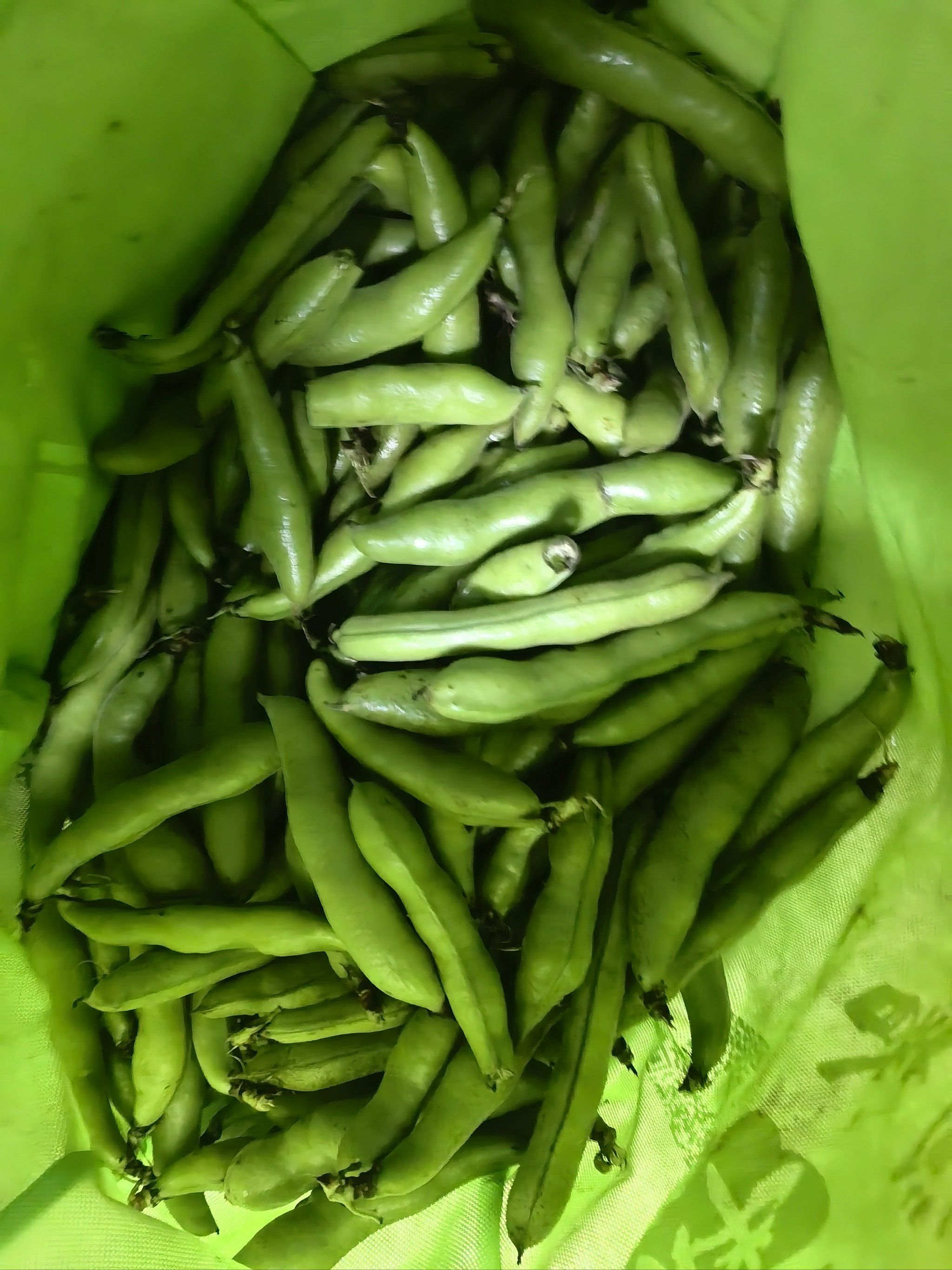 春天的第一口蚕豆,你吃了吗