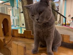 -猫小院猫主题咖啡厅(北锣店)